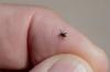 Rocky Mountain Spotted Fever Cases In Arizona, What To Know