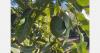 Partnership brings Chilean avocados to the European market