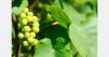 Namibia signs table grape export protocol with China