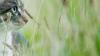 Heads up, cat owners: This deadly tick-borne disease has been found in Kansas City