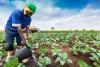 Farmers’ Kraal with Hanks Saisai – Costly mistakes farmers should avoid
