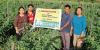 Climate-Resilient Tomato Variety Offers New Hope to Arunachal Farmers