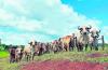 Government weighs antimicrobial ban on livestock to meet EU rules