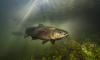 'Franken-trout' are infesting Scottish lochs: Artificially enlarged fish are 20 TIMES heavier than normal