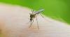 Q&AZ: Why does Arizona frequently lead the nation in West Nile virus cases?