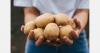"The industry is well positioned to supply both local and export markets through to the next harvest"