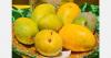Pakistan's mango harvest reaches 80%; Chaunsa season enters final phase