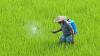 India bans paraquat, weeds out biggest poison from its agricultural fields