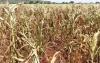 Food crisis looms as dry spell wipes out maize crop