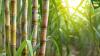 Side effects of ethanol blending: Food inflation may bite