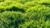 Lawns will be greener and thicker in July when you follow the 10am rule