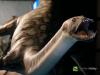 Canadian Fossil Discovery Centre unveils new Styxosaurus exhibit 
