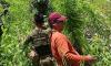 ₱6-M marijuana plantation in Agusan del Sur uprooted in joint operations