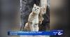 Zoo Idaho's New Cougar Kitten is Getting a Name this Friday