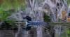 The more researchers look, the more contaminants they find in NH’s loons