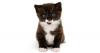 Man takes stolen kitten to rob bank: police