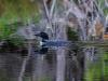 The more you look, the more toxins you’ll find in N.H. loons