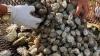 Manila clams invading this state's waters, prompting concerns