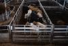 Canada suspends animal exports from Texas due to New World screwworm concerns