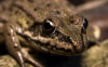 Unusual Discoveries in the Plant and Animal World