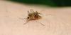West Nile Virus detected in Milwaukee County for first time this year