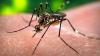 West Nile virus detected in Milwaukee mosquitoes for first time this year