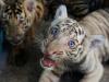 Rare White Bengal Tiger Cub Among Four Born In Cuba Zoo