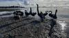 Letters: Arrival of swans on Auckland beach likely due to habitat destruction