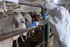 PHL lifts ban on Hungarian imports of animal products as FMD risk recedes