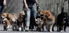 Can you guess New Jersey’s most popular dog names? New study has the answer.
