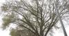 City confirms 2 cases of tree-killing Dutch elm disease, maintenance zones expand