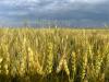 South Dakota heat dome raises concerns for spring wheat