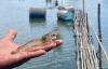 Malaysia, Thailand seek technical solution to shrimp, sea bass trade dispute