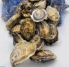 UABCS Project Advances Oyster Farming