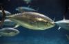 Pacific bluefin tuna working group meeting ends without recommendations