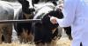 New Mexico offers loan repayment to recruit veterinarians to rural communities
