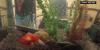 Court recognizes 2 goldfish at sushi restaurant are sentient beings with rights, orders their removal