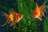 2 Goldfish Kept in Tank Outside Sushi Restaurant Are Declared ‘Sentient Beings’ in Landmark Court Ruling