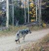 What Colorado Parks and Wildlife’s new report reveals about its lengthy effort to kill wolf responsible for attacks on 22 sheep