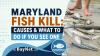 Maryland Fish Kill: Causes And What Residents Should Do If They See One
