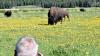 Bison Attacks Tourist at Yellowstone National Park, Tossing Him Into the Air