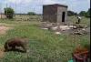 Two warthogs rescued from Juba home