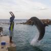 St Lucian company to buy majority stake in Dolphin Cove