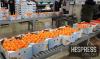Morocco tops Spain's fruit and vegetable imports with €710 million in sales