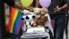 USA cancels requirement to place children only in LGBT-friendly families