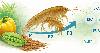 Upcycling crop waste into high-value aquafeed ingredients