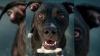 CARE STL rescue dog Thor wins Illinois title in Pet Lovers' Choice Awards