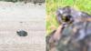 Alabama woman rescues angry turtle from road, then learns it was likely crossing to lay eggs