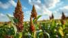Sorghum Researchers Build a New Roadmap for Nutritional Traits