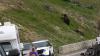 Wyoming grizzly mom stops Yellowstone traffic, grabs roadkill marmot, and feeds it to her cub